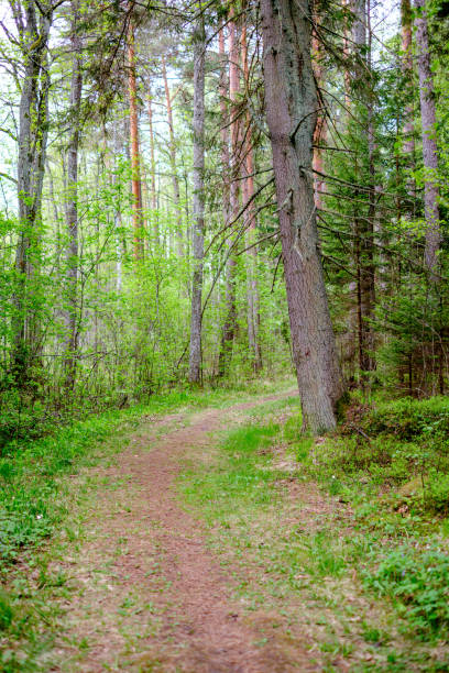 istock small narrow foot path in summer green forest 1148649621