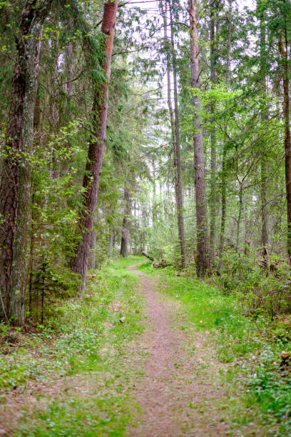 istock small narrow foot path in summer green forest 1148649634