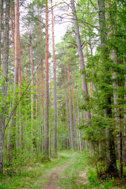 istock small narrow foot path in summer green forest 1148649637