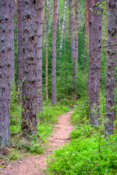 istock small narrow wooden plank foot path in summer green forest 1148649680