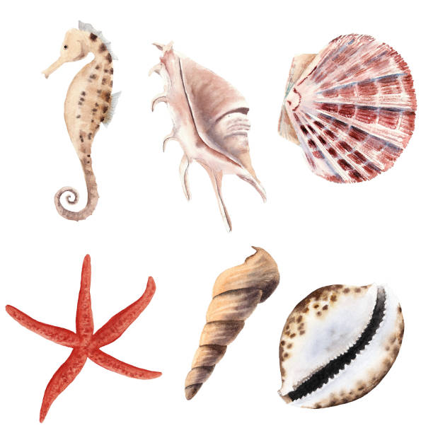 istock hand drawn watercolor set with shells, starfish and sea horse isolated 1148649932