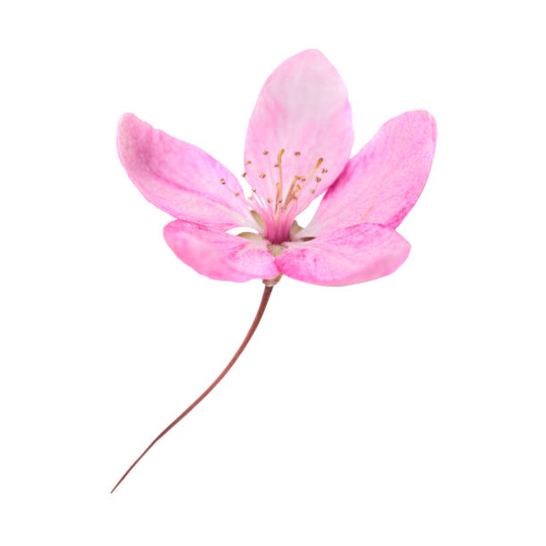 istock Pink flower isolated on white 1148650054