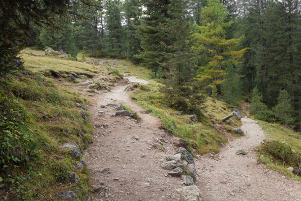 jedna ścieżka górska dzieli się w dwóch różnych kierunkach. to jesienny pochmurny dzień. - footpath european alps fence woods zdjęcia i obrazy z banku zdjęć