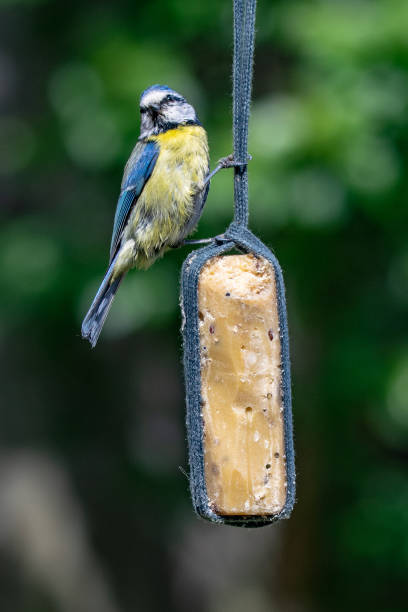 istock Bluetit (Cyanistes caeruleus) bird taking suet from garden feeder 1148650267