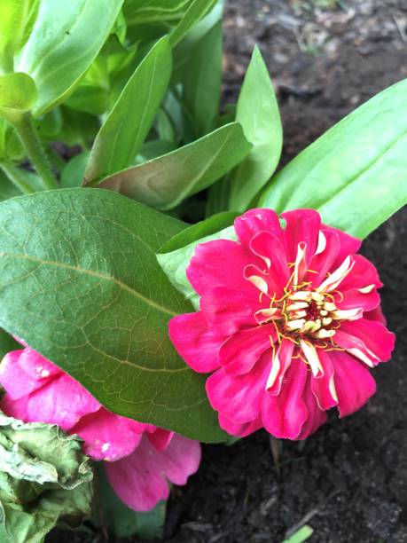 istock Gorgeous mother’s day flower pink 1148650299