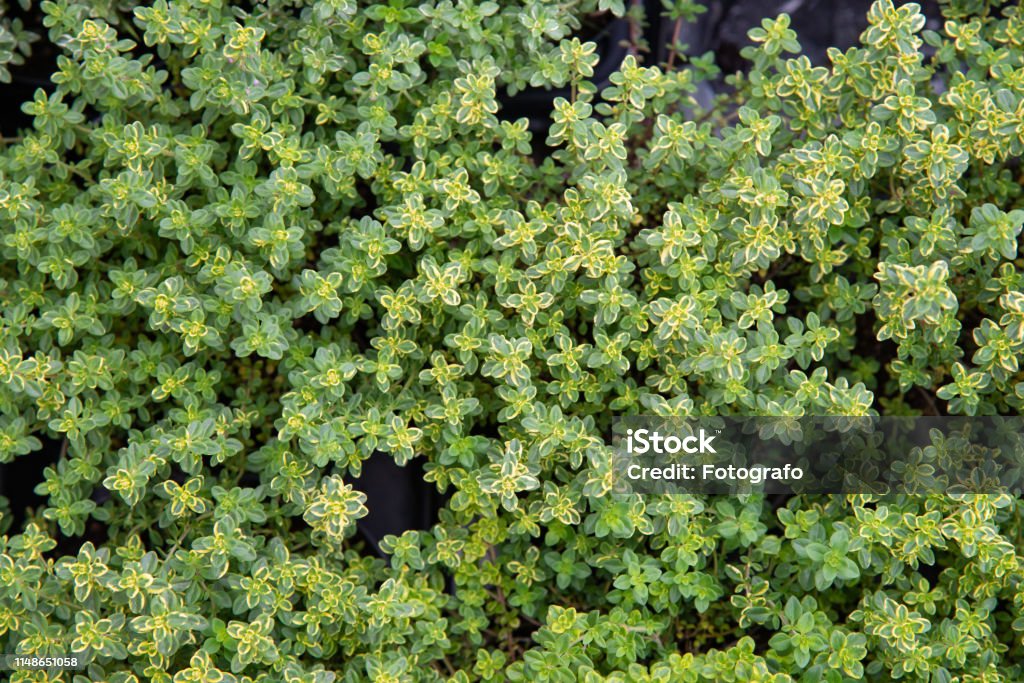 Lemon thyme is an aromatic plant. It has small green-gray leaves, which when rubbed give off an intense lemon scent. Thyme Stock Photo