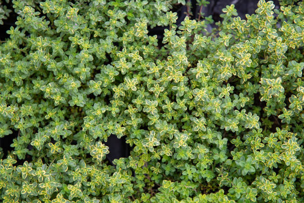 Lemon thyme is an aromatic plant. It has small green-gray leaves, which when rubbed give off an intense lemon scent. shiso photos stock pictures, royalty-free photos & images