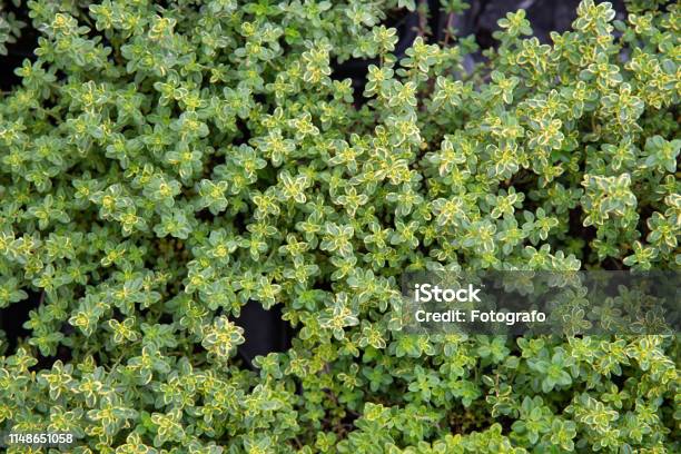 Lemon Thyme Is An Aromatic Plant Stock Photo - Download Image Now - Thyme, Lawn, Agriculture
