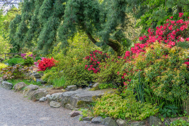 istock Northwest Garden Flowers 1148654748