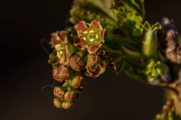 istock Young bloom of rowan berry tree in spring color garden 1148655643