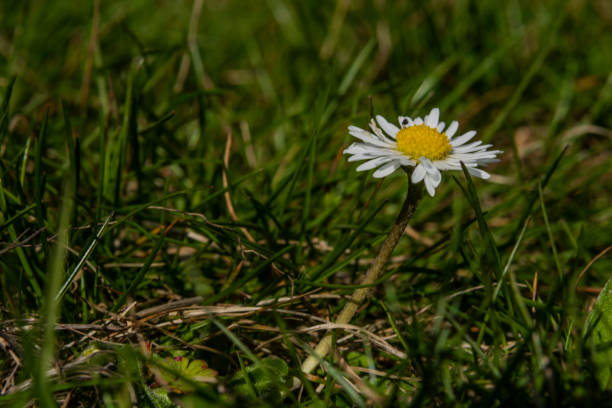istock Young daisy bloom in sunny hot spring day 1148655764
