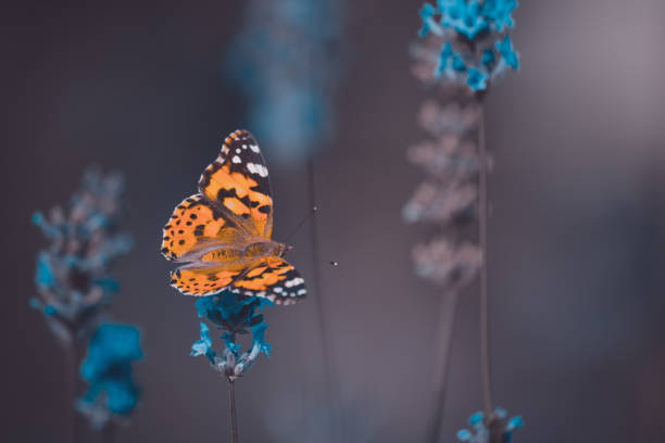 istock Orange butterfly on blue flowers on an blur background 1148656818