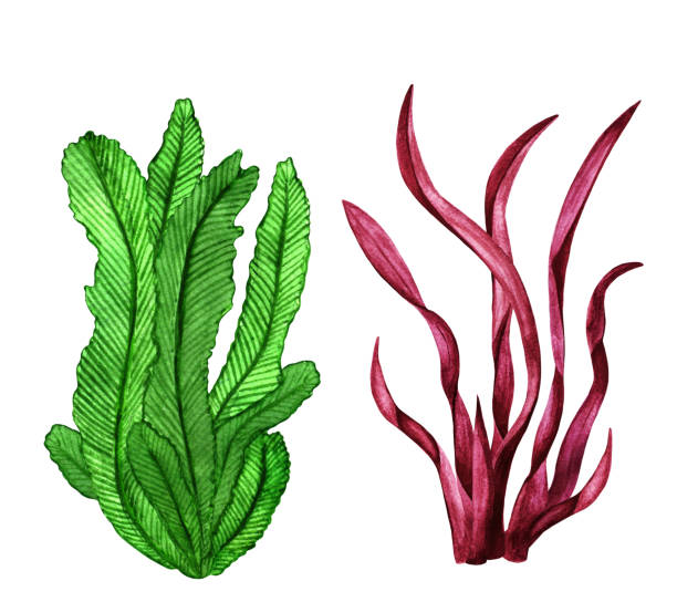Sea weed. Watercolor Sea weed. Watercolor. Grass closeup. Plants isolated on white background set. Green and Red colors. Hand painting on paper red algae stock illustrations