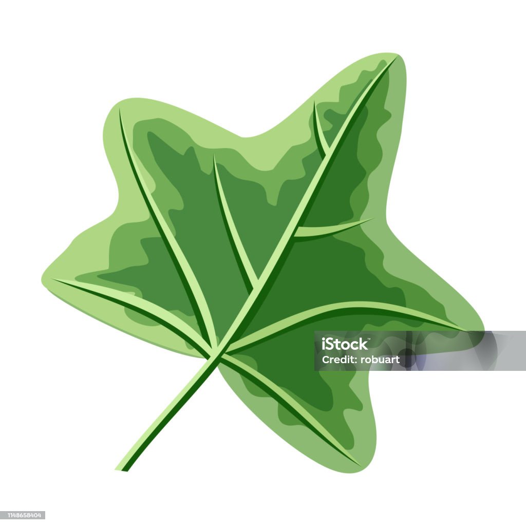 Ivy Green Leaf Isolated on White. Hedera or Ivies Ivy green leaf isolated on white. Hedera or ivies. Mistletoe. Can be used for greeting card, postcard design. Winter season happy holidays. New Year and Christmas concept. Vector in flat style. Abstract stock vector