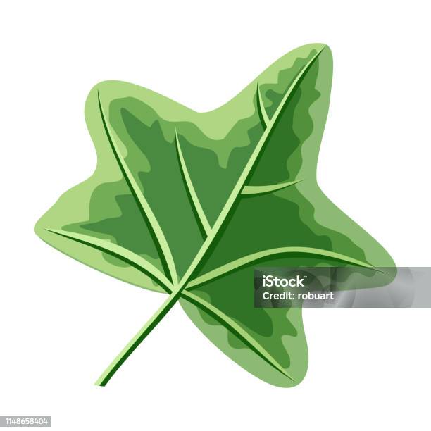 Ivy Green Leaf Isolated On White Hedera Or Ivies Stock Illustration - Download Image Now - Abstract, Banner - Sign, Cartoon