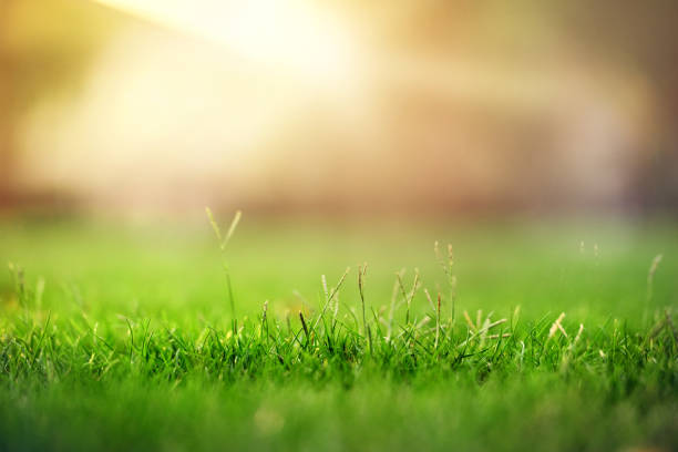 istock Spring and nature background concept, Green grass field with park and sunlight. 1148659044