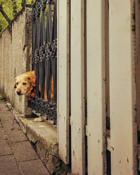 istock Lonely dog pokes head out of gate 1148659929