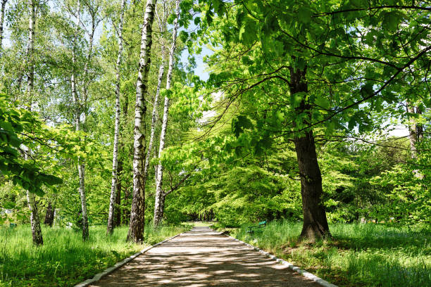 istock Landscape of the public park 1148663030