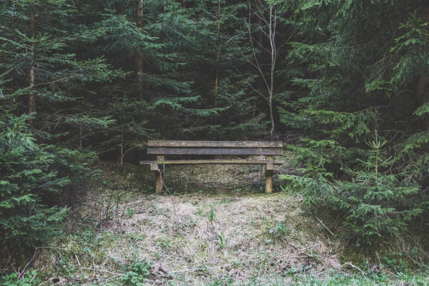 Wooden bench in the sunlight in the forest botanical garden in Eberswalde