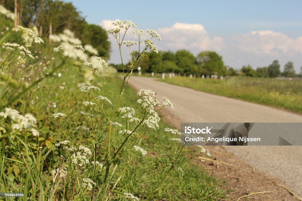 floraison vache persil gros plan dans le bord dans le paysage hollandais au printemps - Photo de Accotement herbeux libre de droits