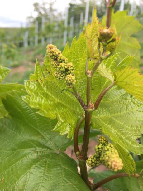 istock Close up of new baby grapes on a grape vine in spring 1148664295