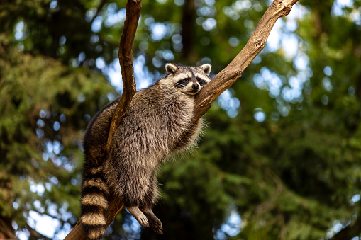 Full body of relaxing common lotor procyon raccoon on the tree branch. Photography of lively nature and wildlife.