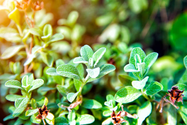 istock Leaves Cistus tauricus closeup 1148666740