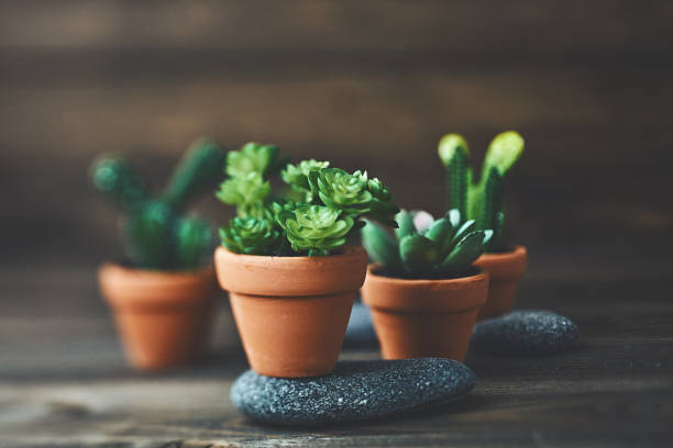 Potted cacti and succulent plants with stones on rustic wood table