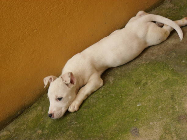 istock My dog  in the growth phase 1148666893