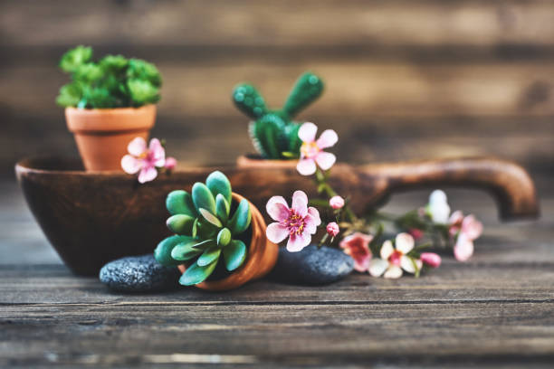 Potted cacti and succulent plants with blossoms on rustic wood table