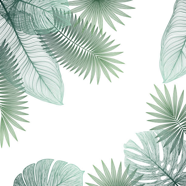 ilustrações de stock, clip art, desenhos animados e ícones de beautiful background with tropical leaf. - 2603