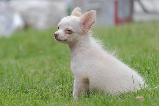 istock White Chihuahua is sitting on the lawn. 1148667925