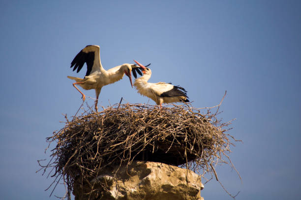istock Couple of White Stork 1148668423