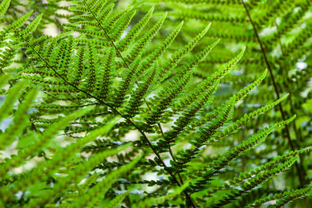 fern pflanzen blätter und sporen hautnah - fern leaf plant close up stock-fotos und bilder