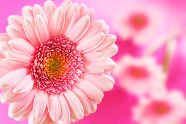 istock Gerbera flowers and pink background 1148670477