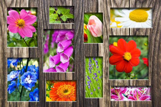 istock Garden plants collage with wooden frame 1148670496