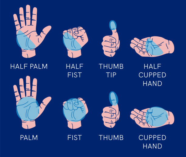 Hand gestures set isolated. Palm, fist, thumb up, cupped hand. Portions of food. Infographic. Modern beautiful style. Realistic. Flat style vector illustration. Signs and icons. Different positions. Hand gestures set isolated. Palm, fist, thumb up, cupped hand. Portions of food. Infographic. Modern beautiful style. Realistic. Flat style vector illustration. Signs and icons. Different positions. serving size stock illustrations