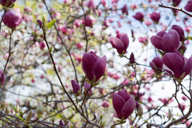 magnolia bonito cor-de-rosa brilhante na mola - sweet magnolia white large flower - fotografias e filmes do acervo