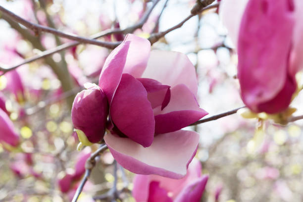 hermosa magnolia de color rosa brillante en primavera - sweet magnolia white large flower fotografías e imágenes de stock