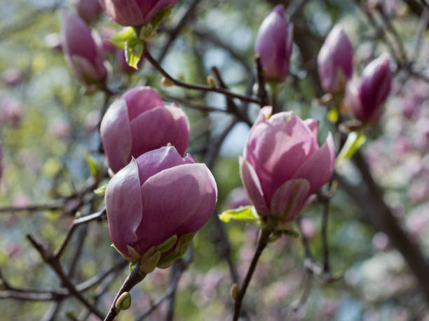 hermosa magnolia de color rosa brillante en primavera - sweet magnolia white large flower fotografías e imágenes de stock