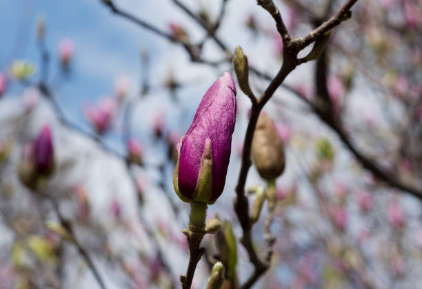 magnolia bonito cor-de-rosa brilhante na mola - sweet magnolia tree blossom white - fotografias e filmes do acervo