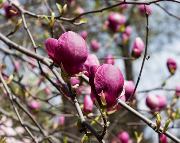 hermosa magnolia de color rosa brillante en primavera - sweet magnolia white large flower fotografías e imágenes de stock