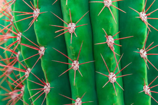 chiuso colpo di cactus verde con thron rosso - cactus thorns foto e immagini stock