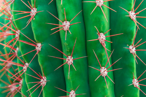 closed up shot of Green Cactus with red thron