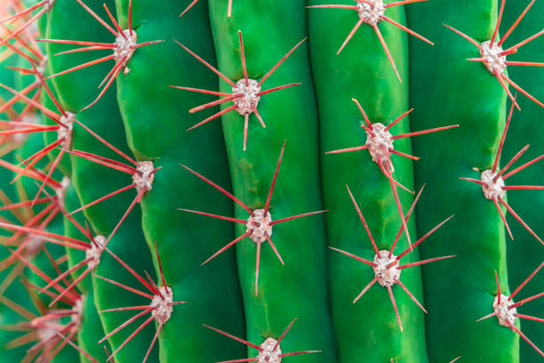 закрытый выстрел зеленый кактус с красным пульсом - cactus thorns стоковые фото и изображения
