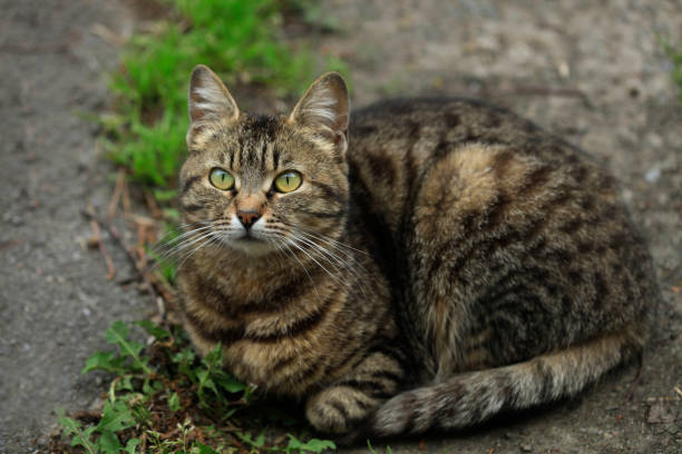 istock portrait of fluffy cat 1148674169