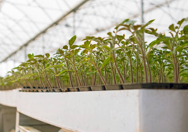 istock Tomato seedlings in greenhouse 1148675386