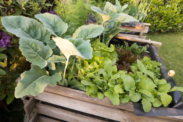 овощные растения в высокой постели, листья салата и кольраби - kohlrabi turnip cultivated vegetable стоковые фото и изображения