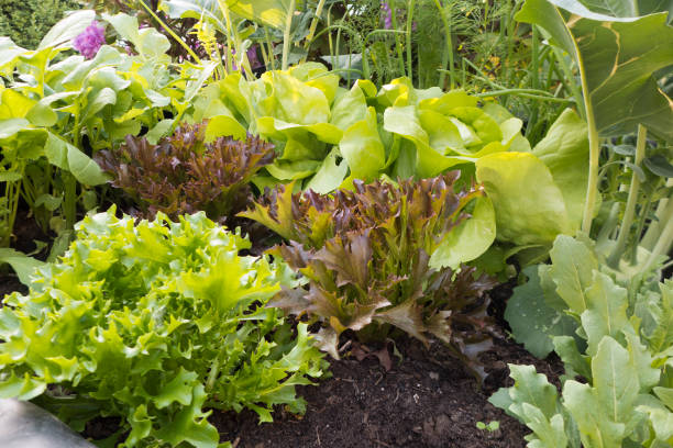 istock Vegetable plants in high bed, lettuce and kohlrabi 1148675548