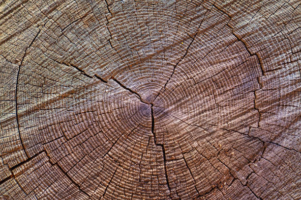 istock Tree stump background. Brown Wooden texture background. 1148676087